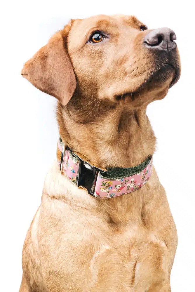 Finja mit ihrem Halsband