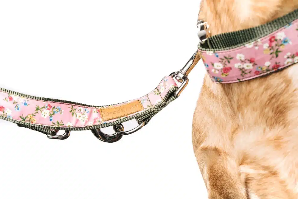 Leine und Halsband