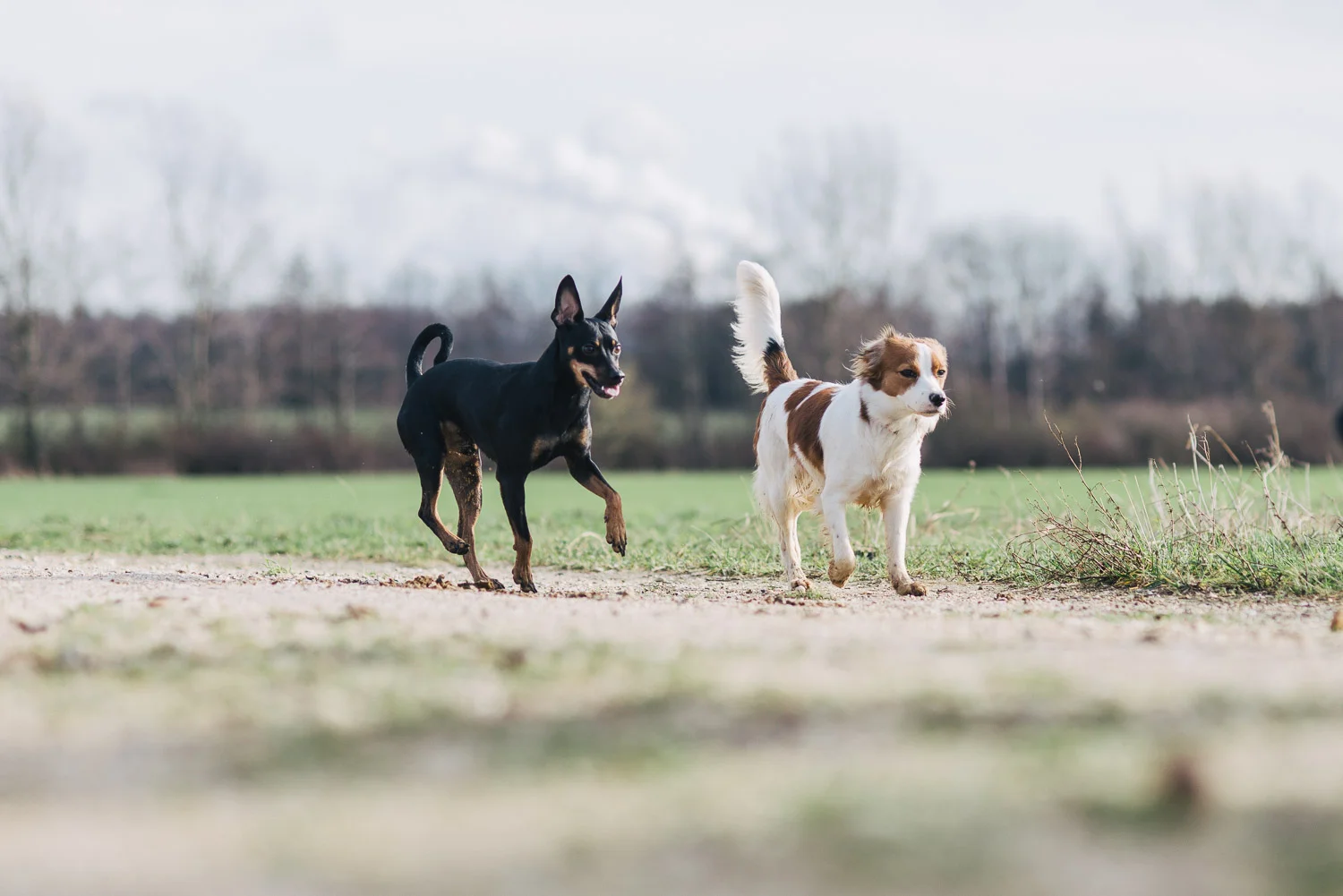 Mojo und Hazel gehen erst mal ganz gemütlich...