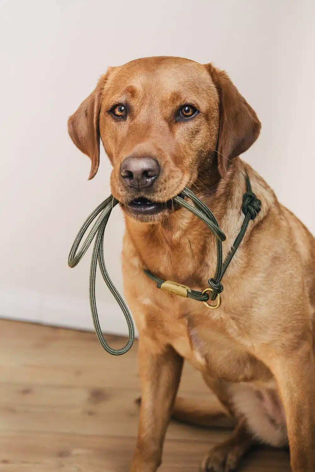 Retrieverleine = Halsband und Leine in Einem