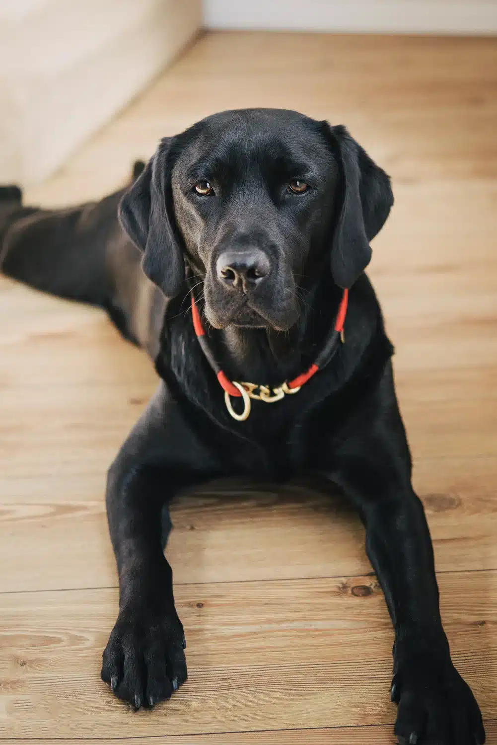 Summer mit ihrem neuen Halsband