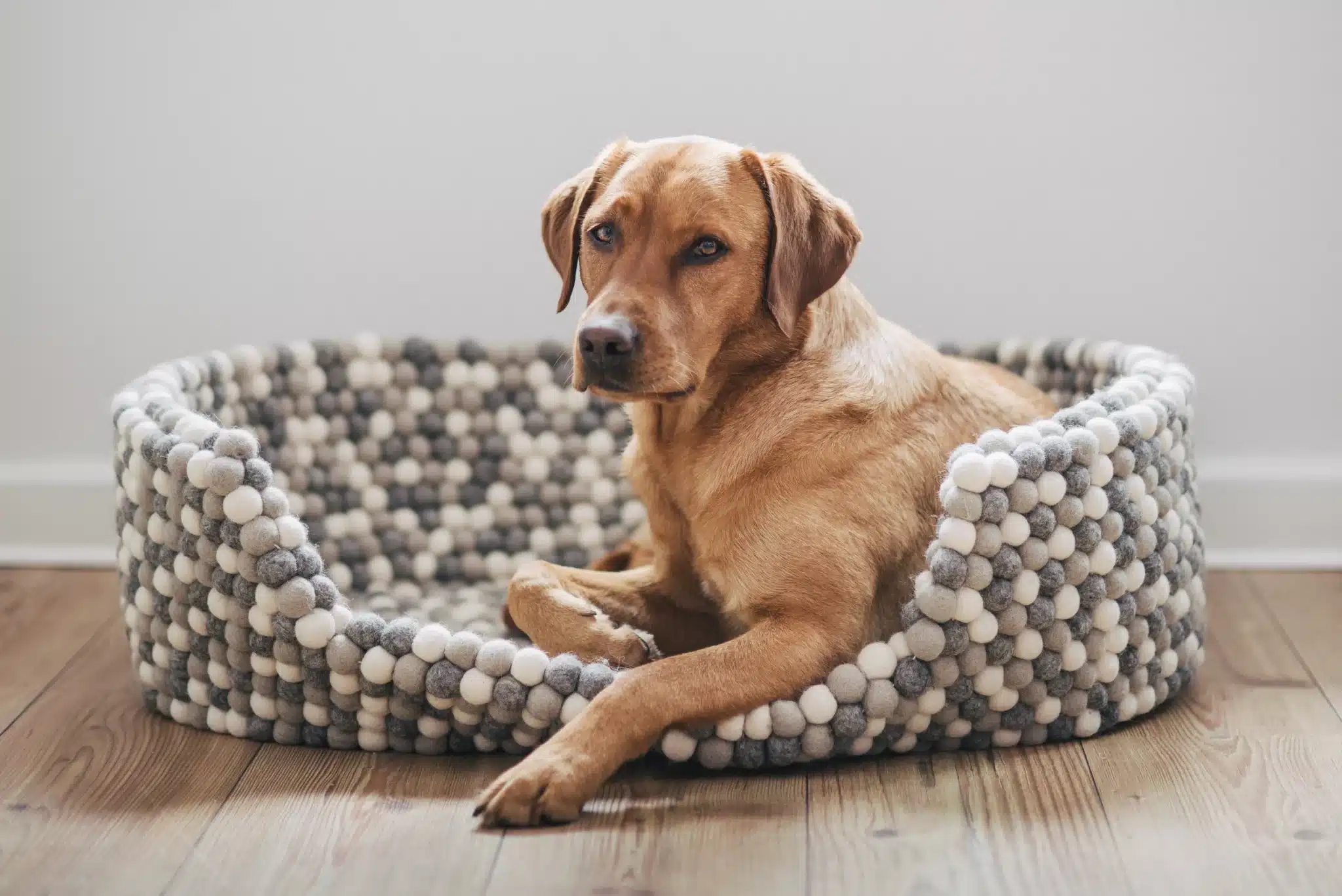  Ein kleiner Hund könnte sich noch zu Finja kuscheln 
