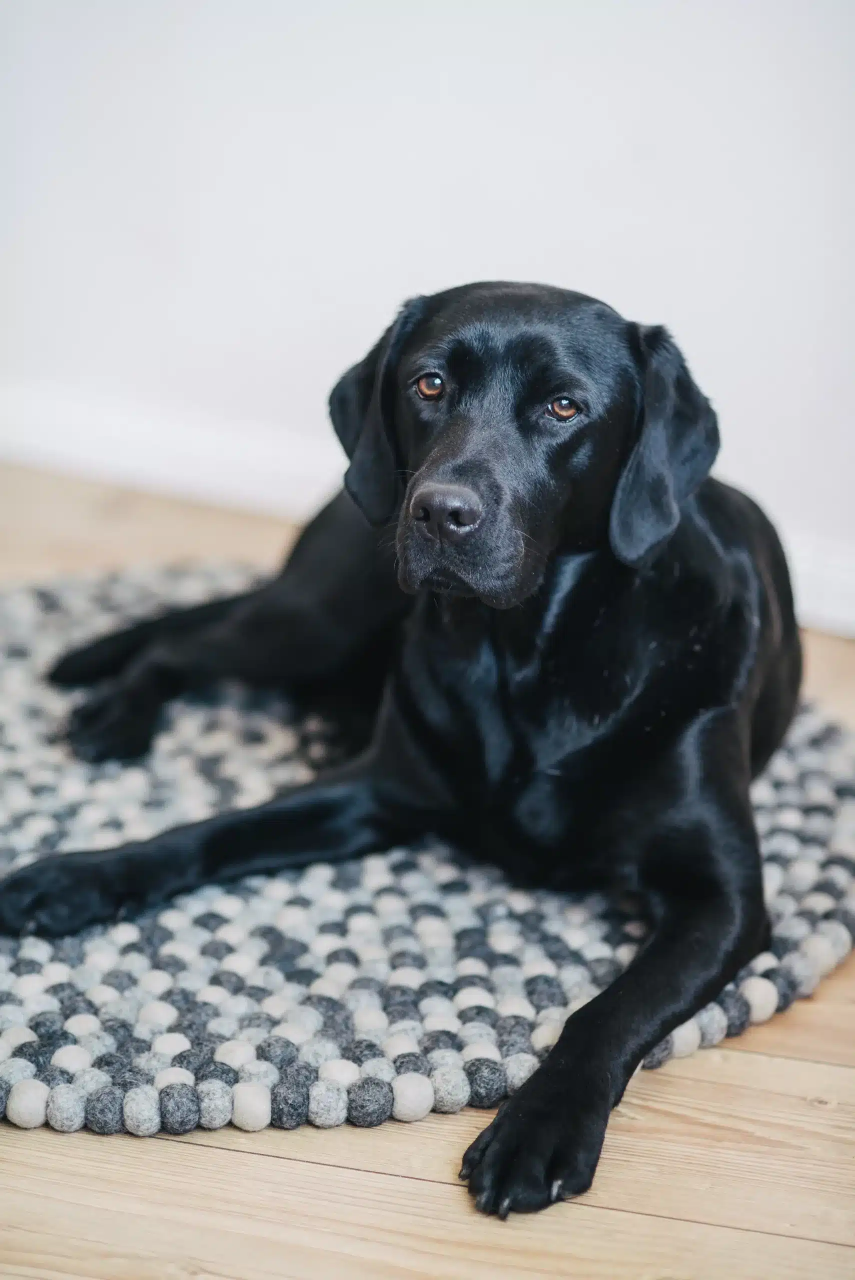  Labrador Summer auf dem Nepaldo Kugelteppich dark grey 