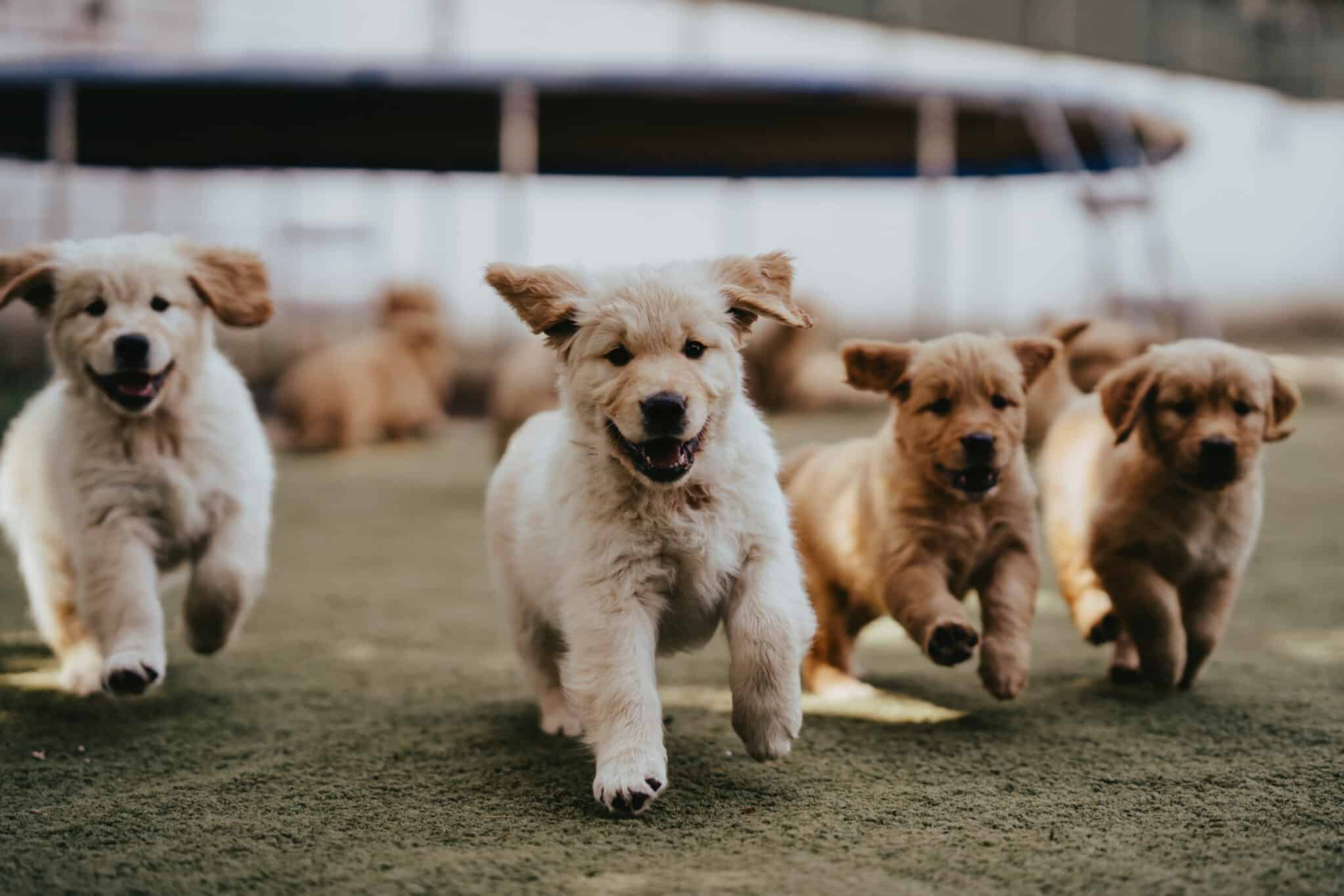 Golden-Retriever-Welpen rennen über eine Wiese