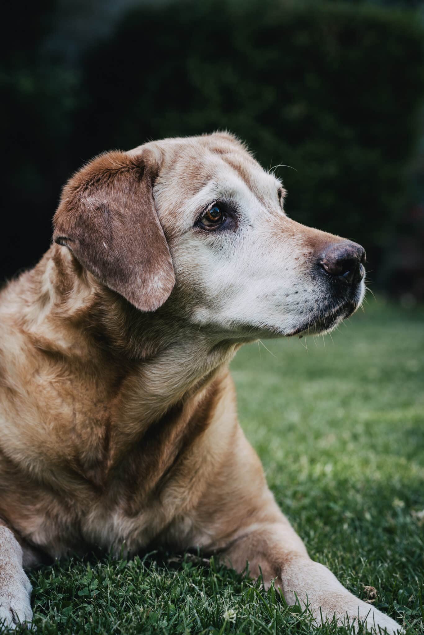Labradorhündin Finja im Porträt im Garten