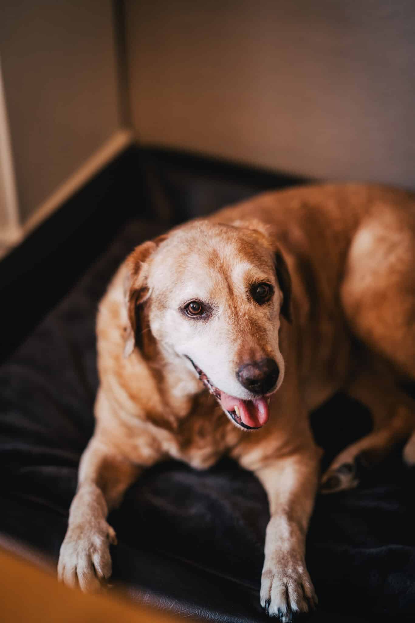 Labradorhündin Finja liegt in ihrem Hundebett