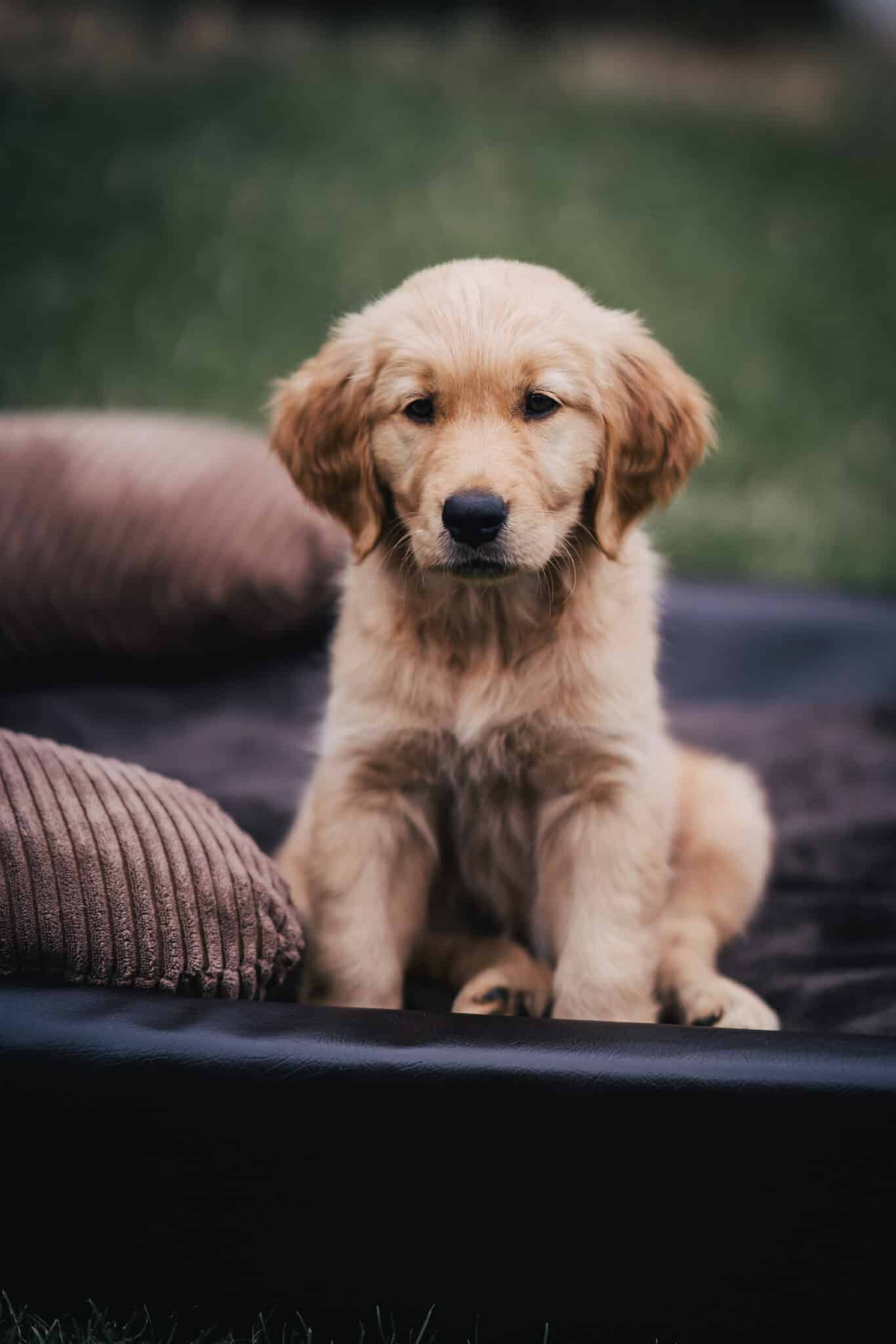 Kleiner Welpe im Größenvergleich zum Hundebett