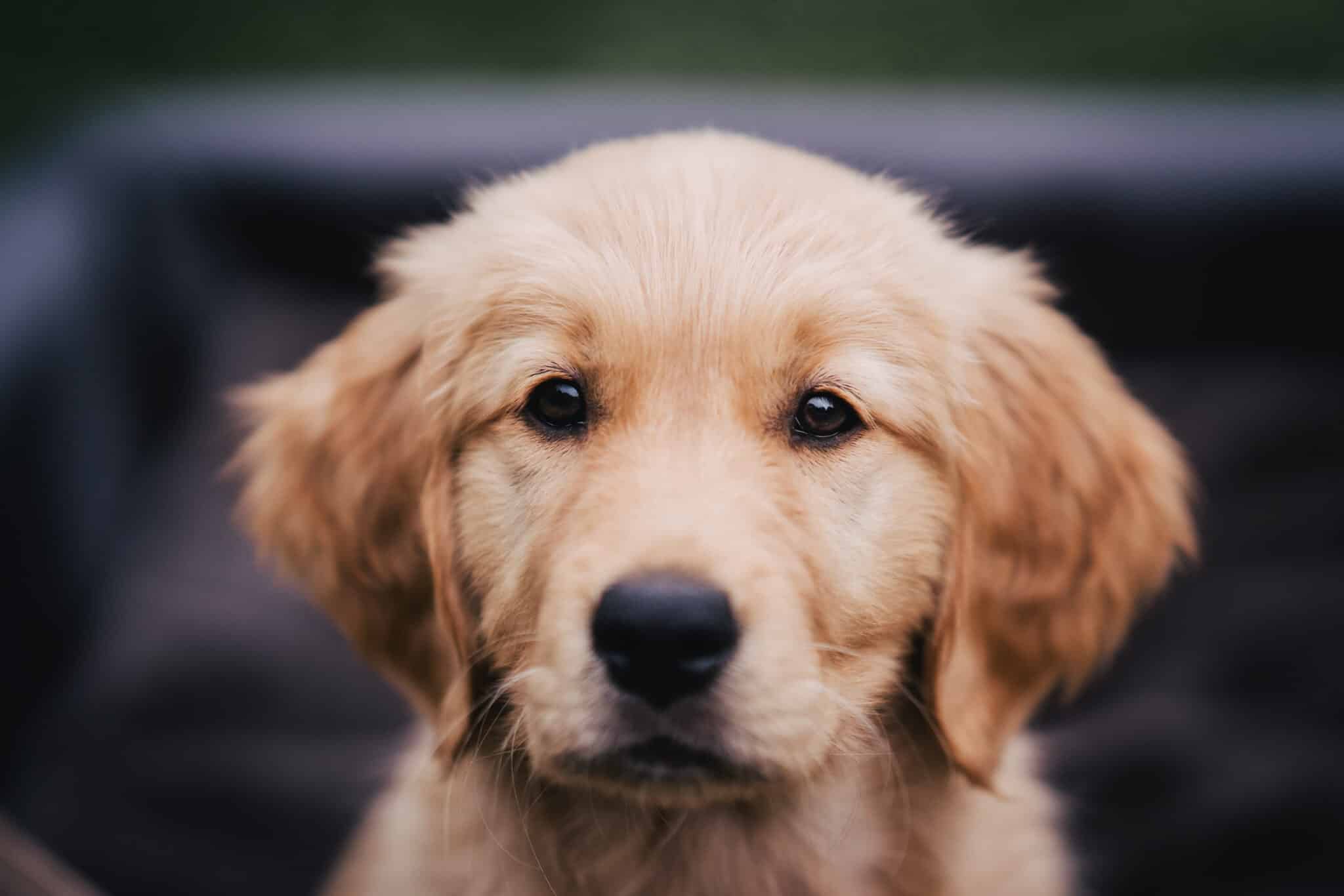 Golden-Retriever-Welpe Mia schaut in die Kamera