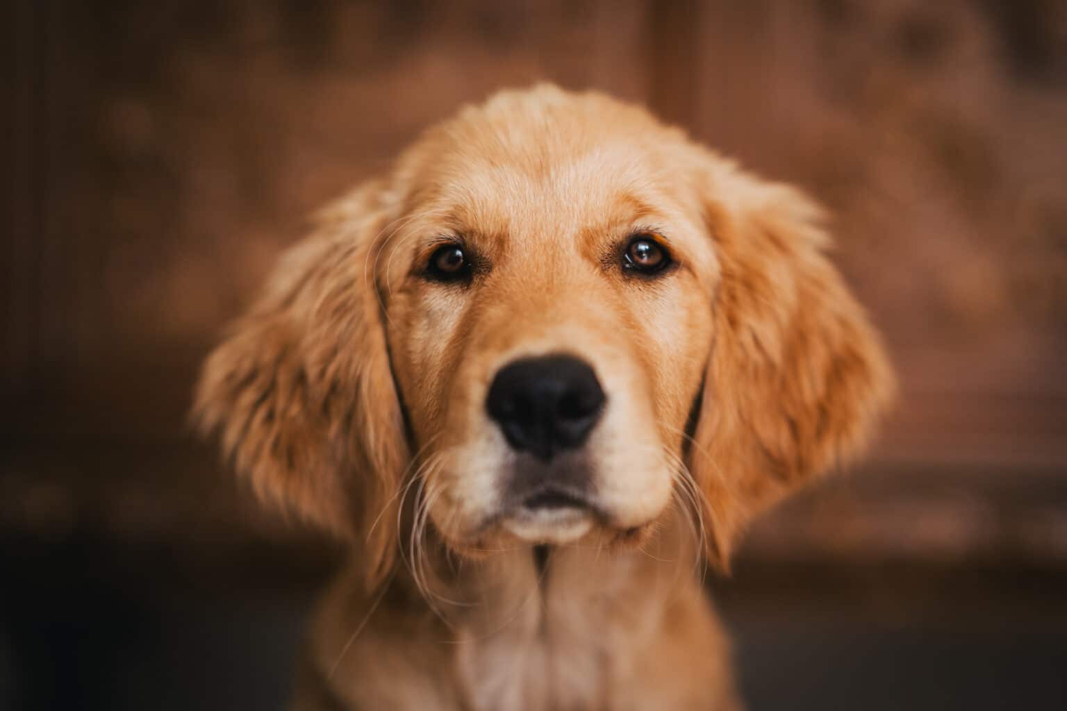 Golden-Retriever-Welpe Mia im Porträt