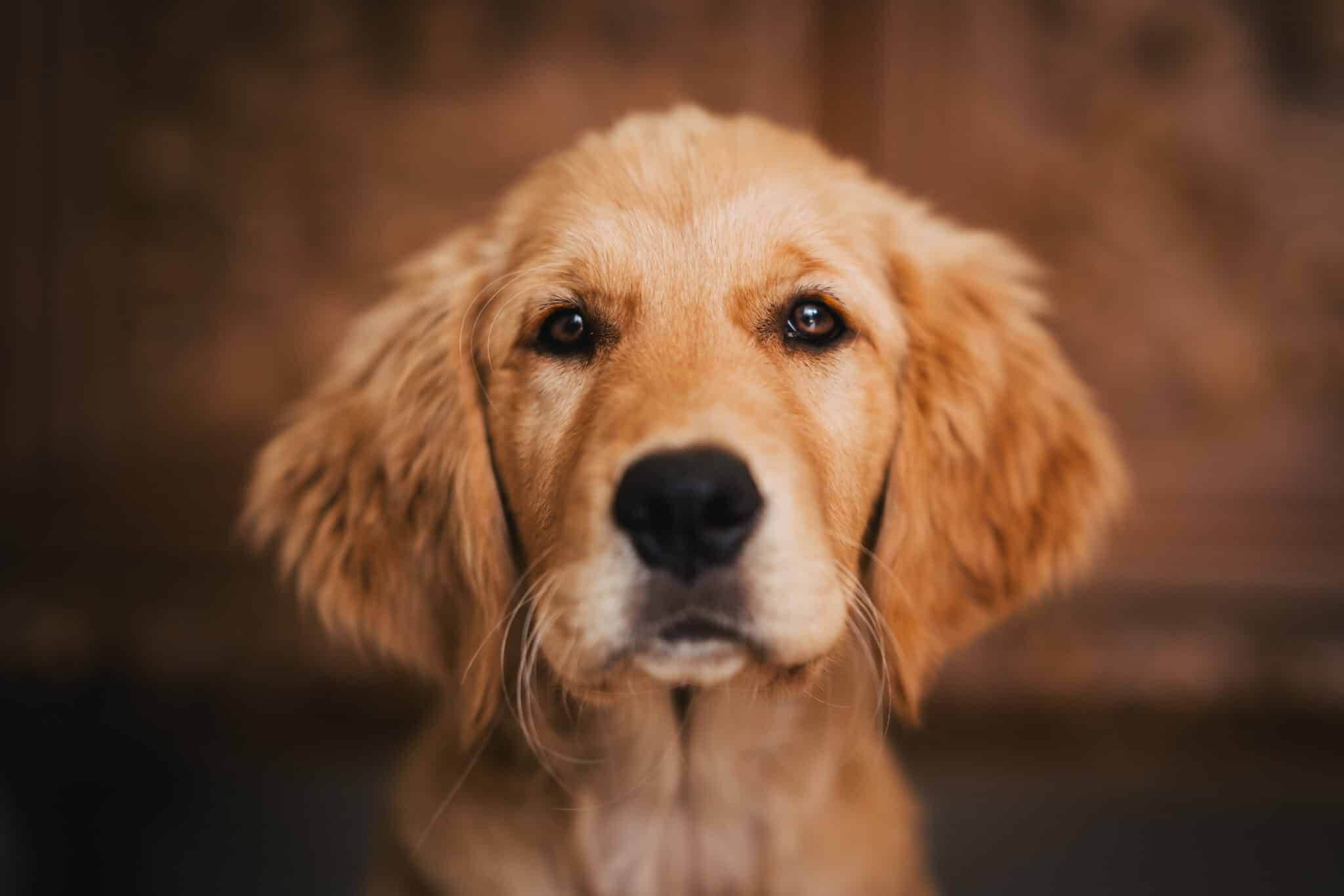 Golden-Retriever-Welpe Mia im Porträt