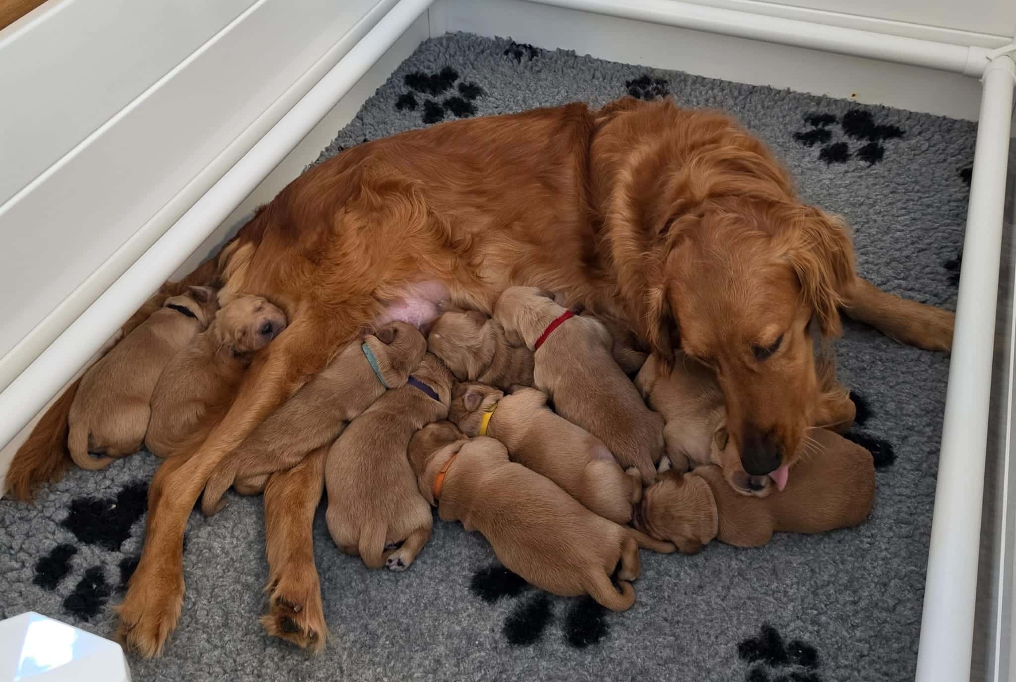 Golden-Retriever-Mutter säugt ihren Wurf in der Wurfkiste