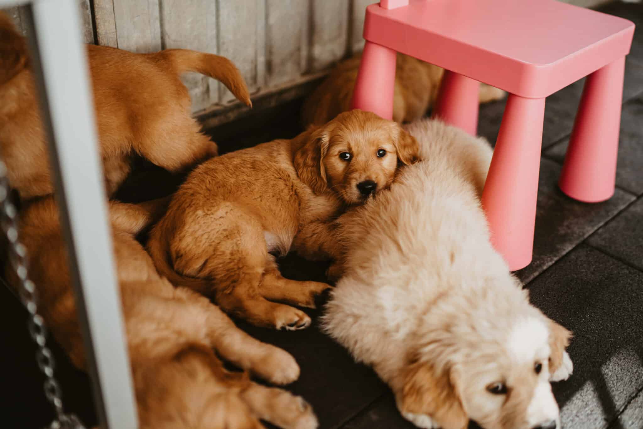 Golden-Retriever-Welpe lehnt sich an einen erwachsenen hellen Golden Retriever