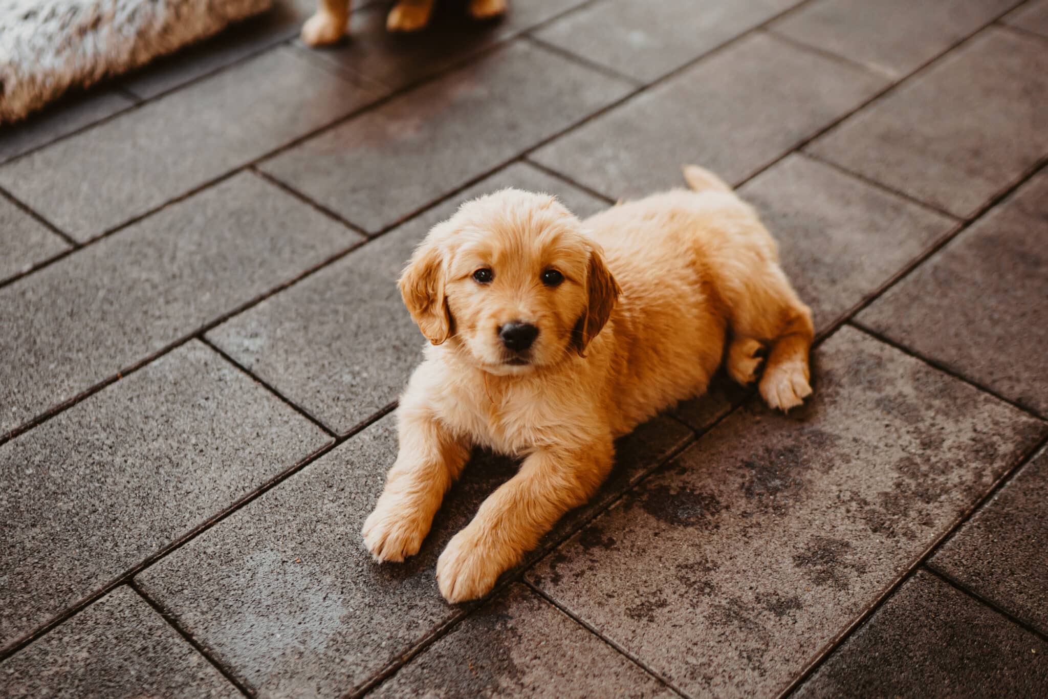 Golden-Retriever-Welpe liegt auf nassem Pflaster und schaut in die Kamera