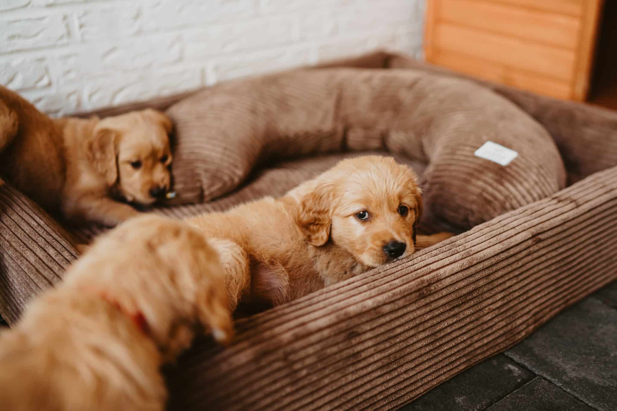Drei Golden-Retriever-Welpen liegen zusammen in einem Hundebett mit Cord-Bezug