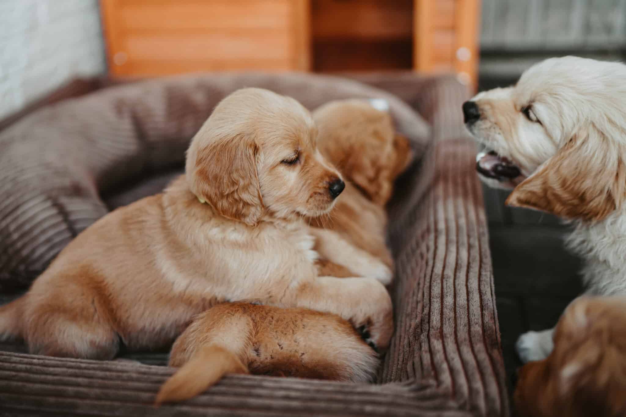 Zwei Welpen liegen im Hundebett, ein erwachsener Golden Retriever schaut dazu