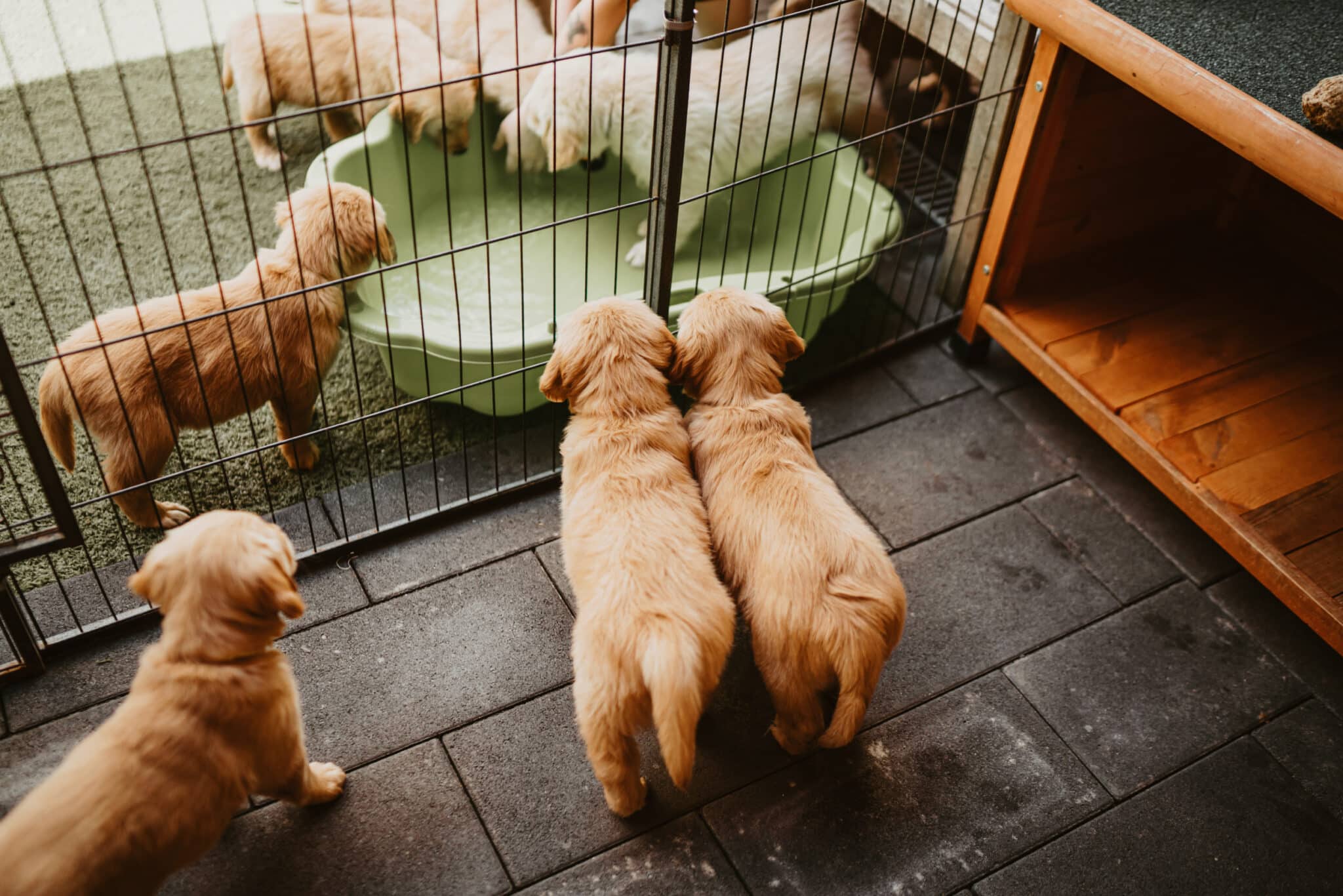 Golden-Retriever-Welpen spielen an einem flachen Wasserbecken im Auslauf