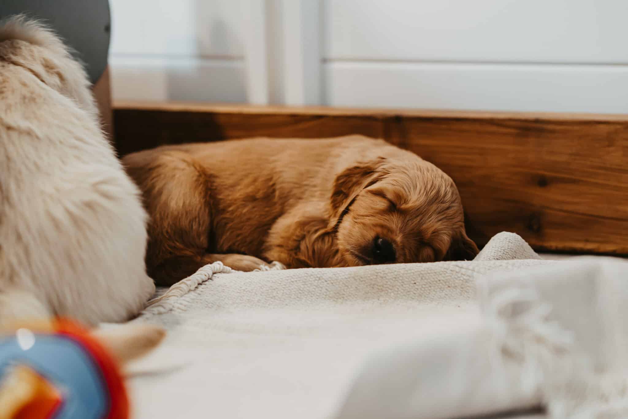 Welpe schläft neben einem erwachsenen Golden Retriever an einer Holzwand