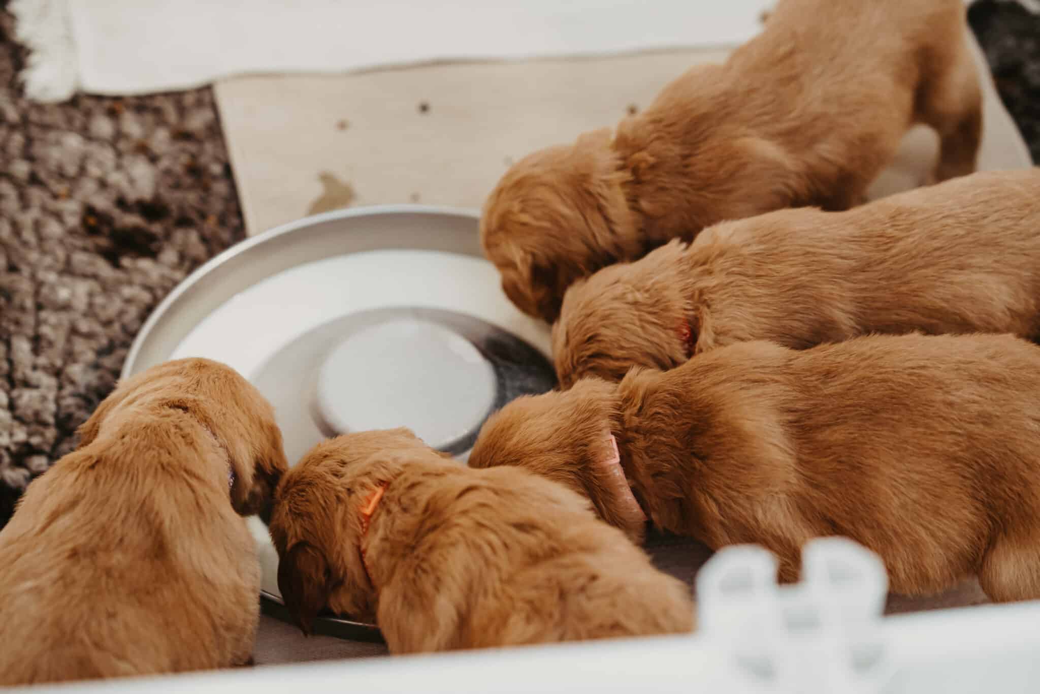 Golden-Retriever-Welpen fressen gemeinsam aus einem großen Edelstahlnapf