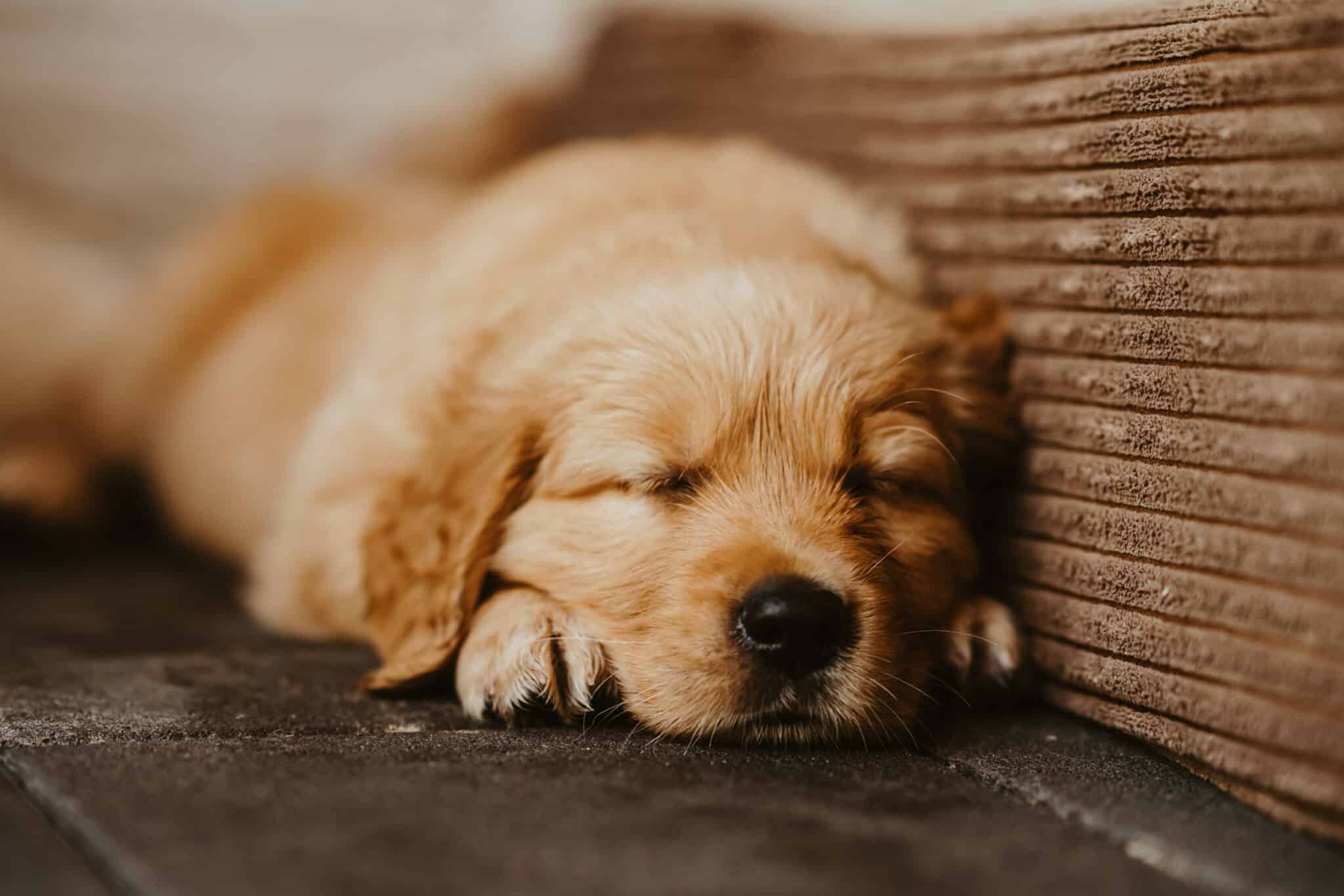Schlafender Golden-Retriever-Welpe lehnt am Rand des Hundebetts