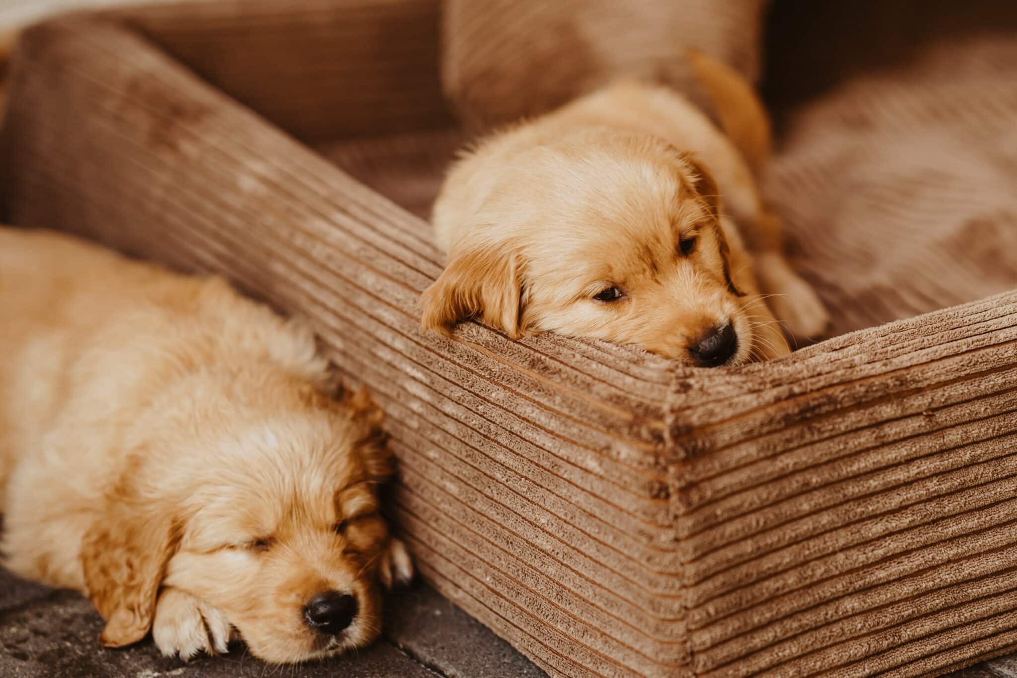 Zwei Golden-Retriever-Welpen schlafen am Rand eines Cord-Hundebetts