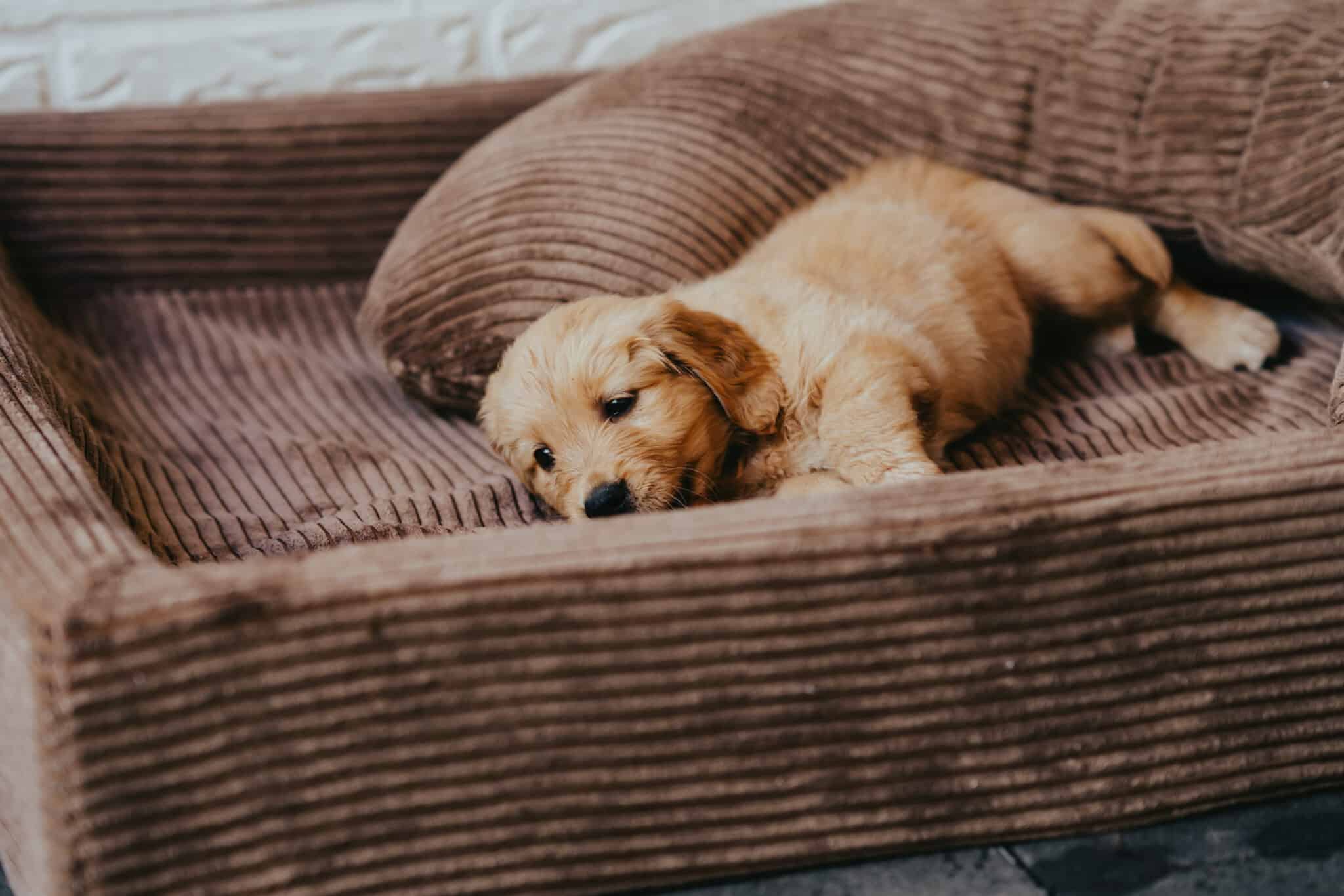 Golden-Retriever-Welpe döst allein im großen Cord-Hundebett