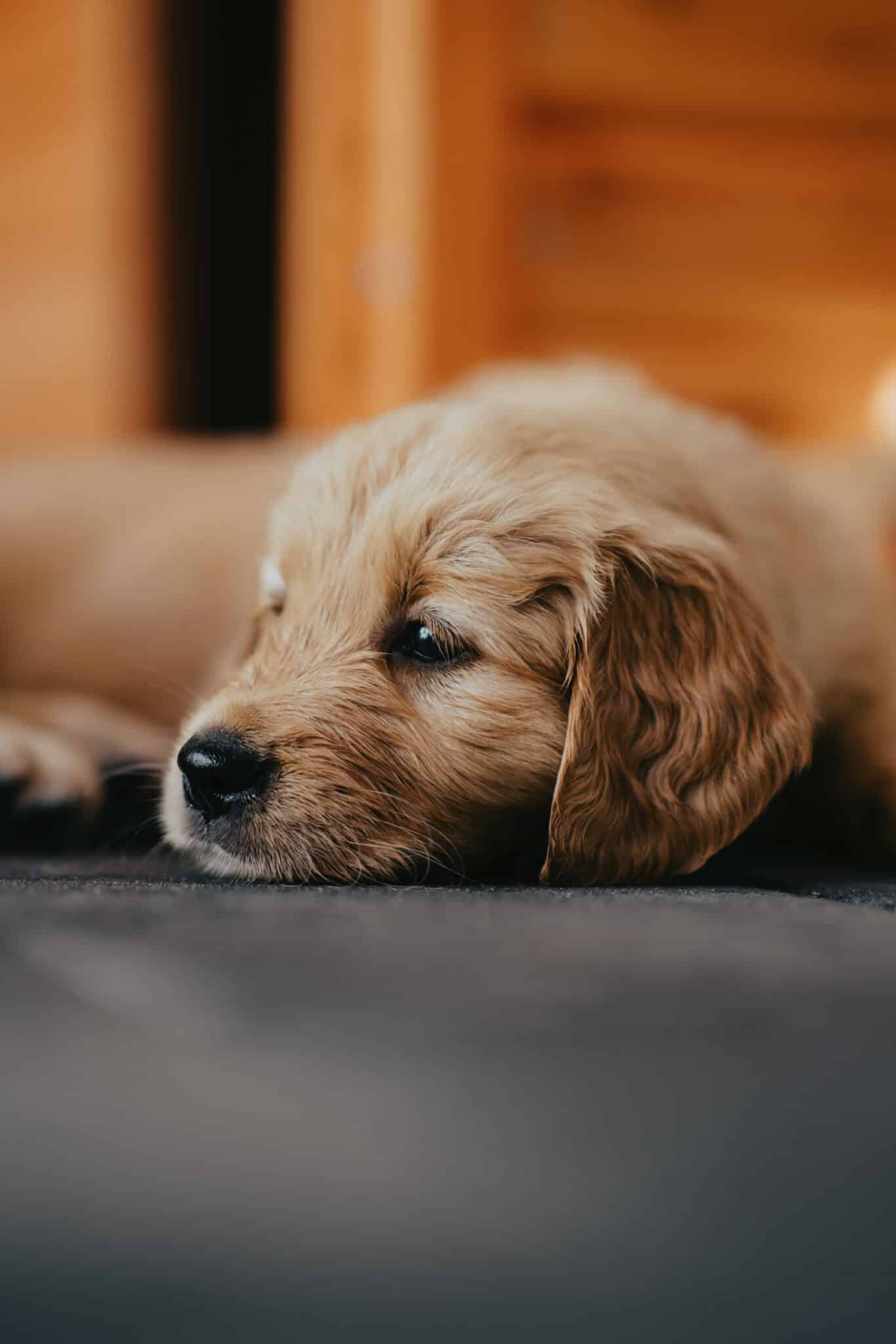 Golden-Retriever-Welpe liegt mit dem Kopf auf dem Boden und döst