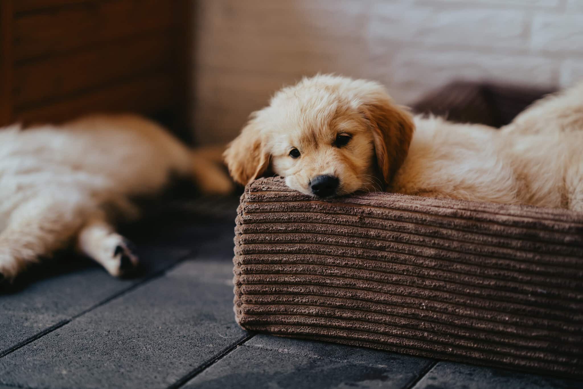 Golden-Retriever-Welpe legt den Kopf auf den Rand des Cord-Hundebetts