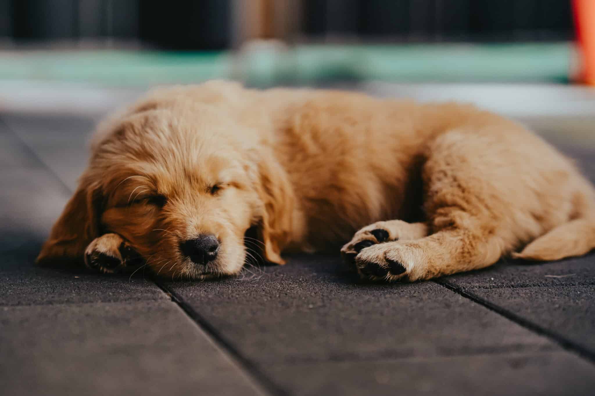 Golden-Retriever-Welpe schläft in der Wurfkiste