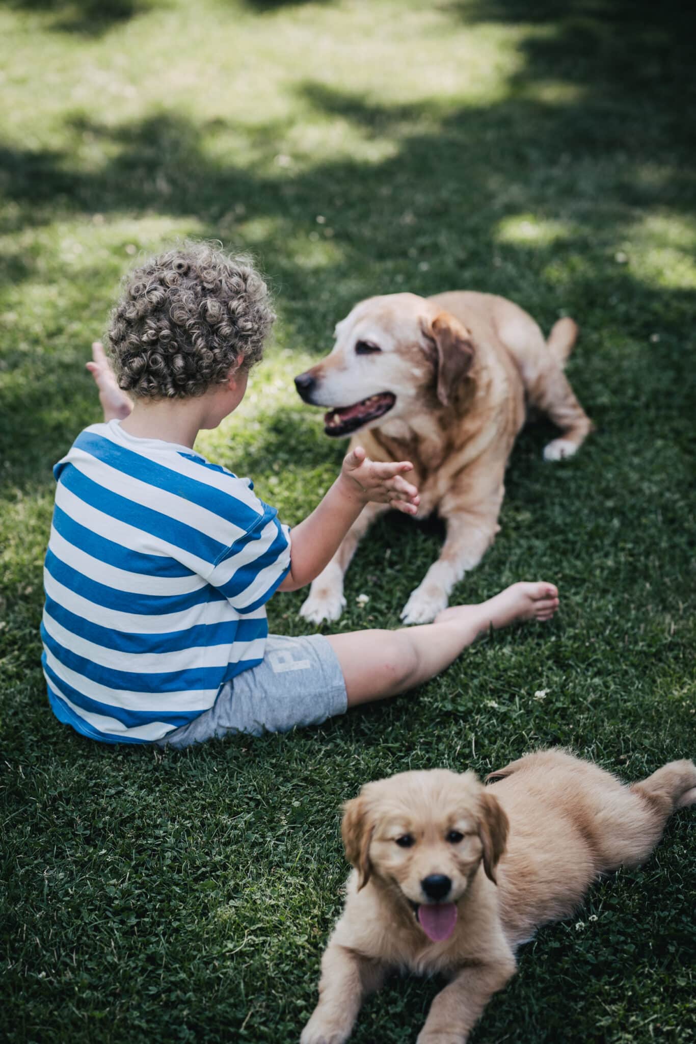 Kind sitzt im Gras zwischen Labradorhündin Finja und Welpe Mia