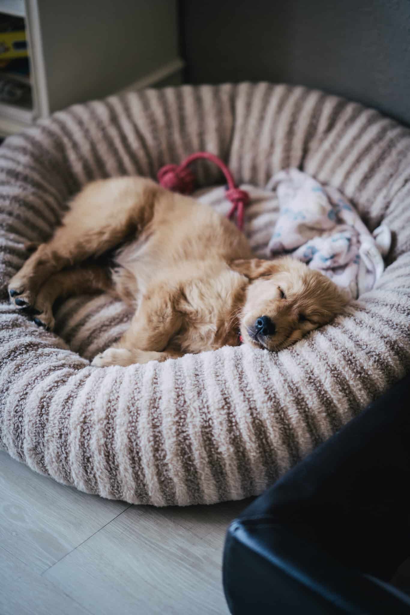 Welpe Mia schläft zusammengerollt in ihrem Hundebett