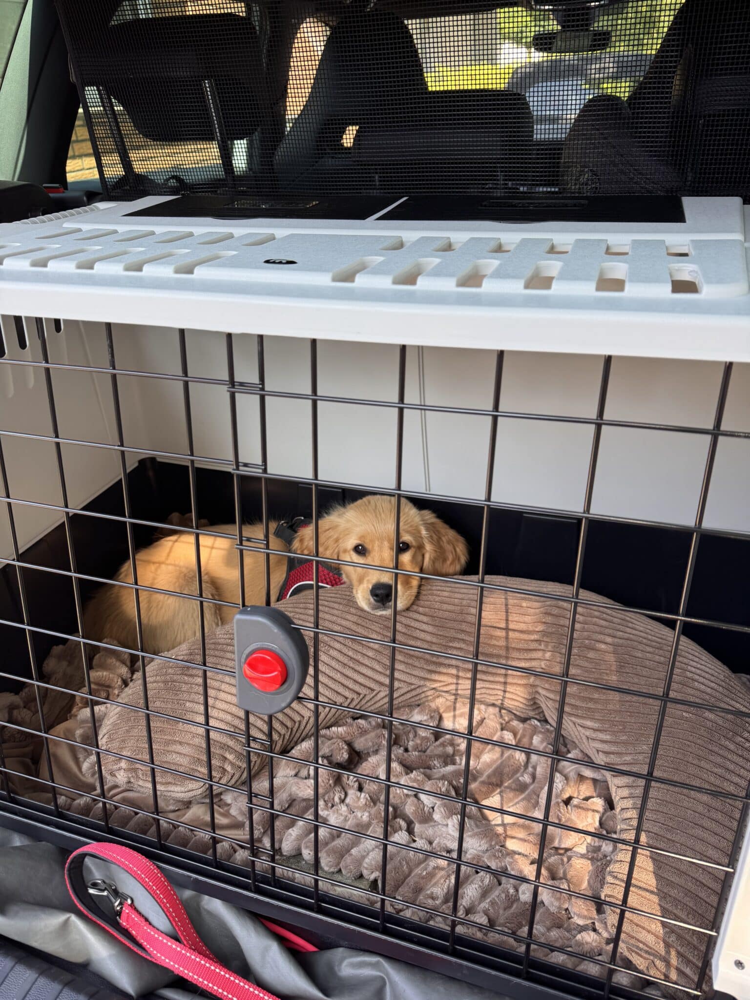 Golden Retriever Welpe liegt in Hundebox im Auto